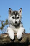 SIBERIAN HUSKY 718